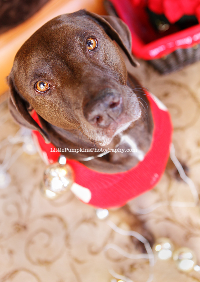 Chocolate labrador dog photographer Thousand Oaks